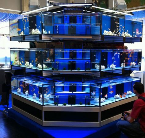 Reef Builders | The Reef and Marine http://reefbuilders.com/ Aquarium Store Design, Luxury Aquarium, Aquarium Building Design, Large Freshwater Aquarium, Petshop Design, Community Tank Freshwater, Fish Display, Terrarium Shop, Aquarium Exhibit