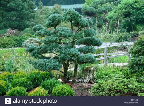 Download this stock image: Japanese white pine (Pinus parviflora 'Glauca', Pinus parviflora Glauca), cultivar glauca as garden bonsai - EBT1A0 from Alamy's library of millions of high resolution stock photos, illustrations and vectors. Japanese White Pine, Garden Bonsai, White Pine Tree, Japanese White, Fragrant Garden, Plants To Grow, Asian Garden, Conifer Trees, Specimen Trees