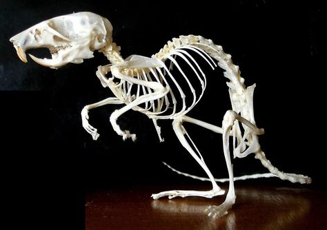 A mouse has more bones than a human—225 vs. 206! Mouse Skeleton, Animal Skeleton, Skull Reference, Skeleton Anatomy, Anatomy References, Real Skull, Skeleton Drawings, Mouse Drawing, Animal Skeletons