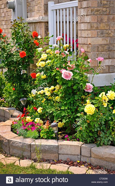 Small Rose Garden Ideas, Roses Garden Care, Rose Garden Landscape, Landscaping With Roses, Bush Garden, Rose Garden Design, Backyard Garden Layout, Border Ideas, Garden Border