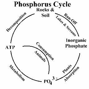 Philosophy of Science Portal: Importance of phosphorus Phosphorus Cycle Diagram, Phosphorus Cycle, Water Cycle Diagram, Cycle Drawing, Interactive Multimedia, Philosophy Of Science, Cute High Heels, Living Organisms, Photo To Art