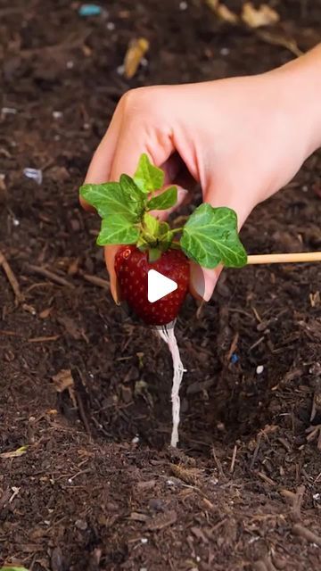 312K views · 5K likes | 5-Minute Crafts on Instagram: "Fantasy garden hacks from green thumb fairies🌱  #fantasygarden #growyourown #gardeninspo" Garden Diy Hacks, Garden Hacks Diy, Birds Garden, Fantasy Garden, Travel Tree, Strawberry Garden, Garden Hacks, Fairy Garden Crafts, Gardening Hacks