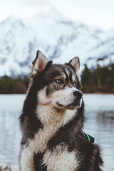 Husky, Puppies, Black And White, Dogs, Water, White, Black