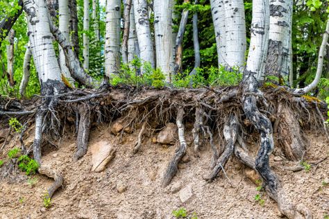 2,000+ Birch Tree Roots Stock Photos, Pictures & Royalty-Free Images - iStock Aspen Forest, Soil Texture, Aspen Tree, Mount Royal, Tree Icon, Aspen Trees, Leaves Vector, Tree Trunks, Abstract Tree