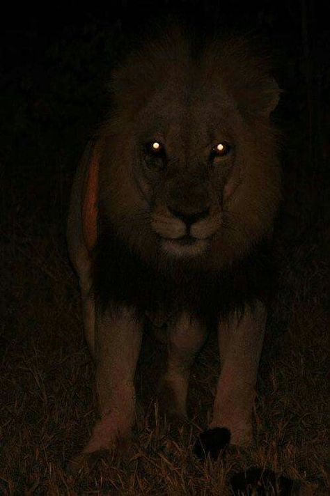 Lion at night Scary Lion, Lion Photography, Scary Animals, Wild Animals Pictures, Pretty Animals, A Lion, Wildlife Animals, Big Cats, Wild Cats