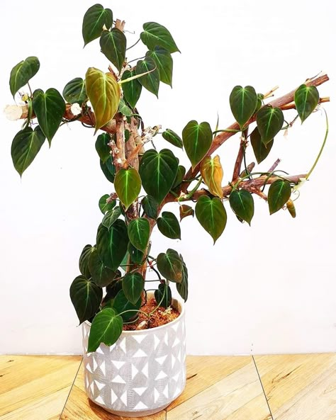 Micans Philodendron Care, Vining Philodendron Types, Philodendron Micans Care, Philodendron Decor, Micans Philodendron, Philodendron Micans, Indoor Ideas, Plant Goals, Philodendron Plant