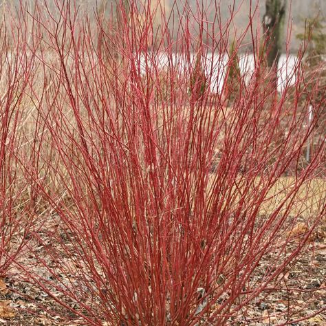 Arctic Fire® Red Red-twig Dogwood - My Proven Winners ColorChoices Redtwig Dogwood, Cornus Sericea, Red Osier Dogwood, Deer Resistant Shrubs, Red Dogwood, Red Twig Dogwood, Twig Dogwood, Deer Resistant Plants, Bulbs Indoor