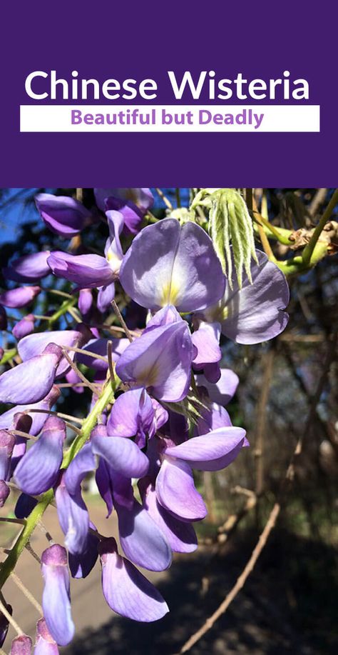 Chinese Wisteria Tree, Hanging Purple Flowers, Outdoor Flowering Plants, Dangling Flowers, Shady Backyard, American Wisteria, Chinese Wisteria, Wisteria Vine, Wisteria Tree