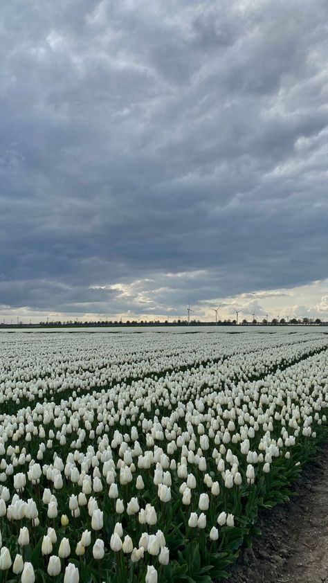 White Tulips Field, White Tulips Wallpaper, Tulips Field, Tulip Field, Boquette Flowers, Flower Iphone Wallpaper, Tulip Fields, Nothing But Flowers, Pretty Landscapes