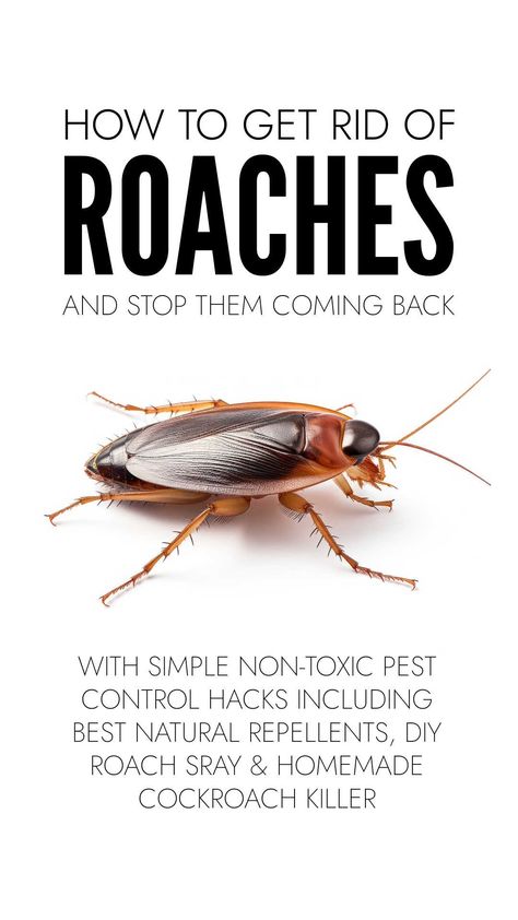 Get rid of cockroaches easily with natural cockroach repellents you already have in your kitchen plus DIY roach spray and homemade cockroach killer. Ways To Get Rid Of Roaches, Roach Traps Homemade, Diy Roach Repellent, How To Get Rid Of Cockroaches Fast Diy, How To Get Rid Of Roaches In The House, German Roaches Get Rid Of Diy, Diy Roach Killer Homemade, How To Kill Cockroaches Fast, Kill Roaches Fast