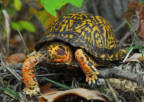 Terrapene carolina carolina - Eastern Box Turtle -- Sighted: Goshen N.Y./Catskills Freshwater Turtles, Eastern Box Turtle, Tortoise Habitat, Small Turtles, Box Turtle, Urban Farm, Tortoise Turtle, Turtle Love, Cute Turtles