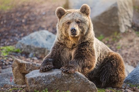 Bear Nose, Dekoratívne Vence, Grizzly Bears, Bear Paintings, Brown Bears, Bear Pictures, Photo Nature, Big Bear, Grizzly Bear