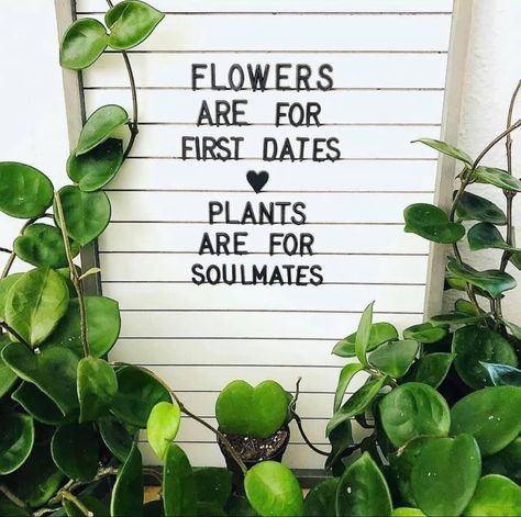 Plant Mom Aesthetic Quotes, Plant Parent Quotes, Plant Lady Aesthetic, Selling Plants, Plant Mom Aesthetic, Plant Quotes, Date Plant, Plant Puns, Plant Goals