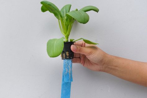 The Hydroponic Wick System is the second most simple hydroponic system to build! The Hydroponic Wick System is very similar to the Kratky method hydroponics Kratky Method, Diy Aquaponics, Hydroponics Diy, Plant Seedlings, Jar Opener, Big Plants, Mason Jar Lids, Lid Storage, Glass Mason Jars