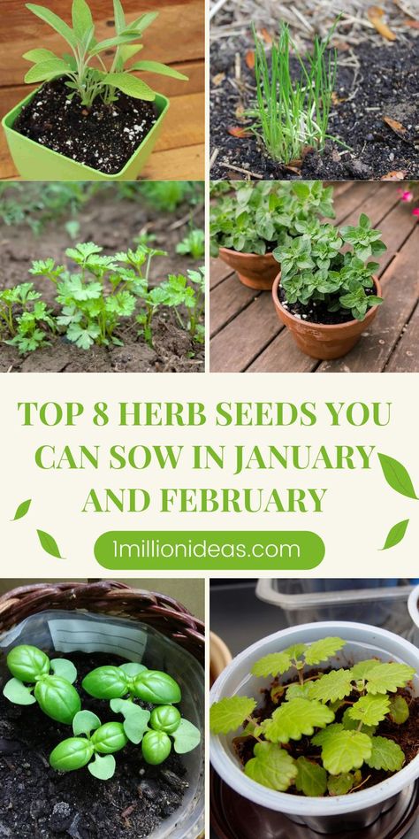 Although January and February aren’t thought of as prime gardening months in many areas, in frost-free locales, gardeners know that it’s the perfect time to start their next crop season. It might be warm enough to direct sow much of their garden. If you also are finding seeds to sow for this period, the list today has great options. Plants To Start In February, Seeds To Start In February, Chives Plant, Seed Starting Mix, Diy Garden Ideas, Growing Seeds, Herb Seeds, Lemon Balm, Growing Indoors