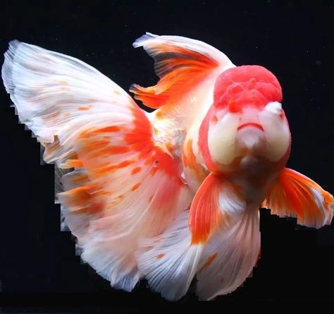 Thai Oranda goldfish – Exotic Fish Hub Oranda Goldfish, Fish For Sale, Exotic Fish, Pet Fish, Red Cap, Fish Pond, Art References, Goldfish, Fish Tank