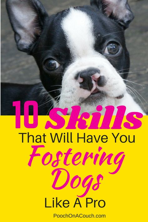 Foster Puppies, Foster Dogs, Dog Couch, Puppy Proofing, Puppy Day, Foster Dog, Dog Games, Basic Skills, Foster Mom