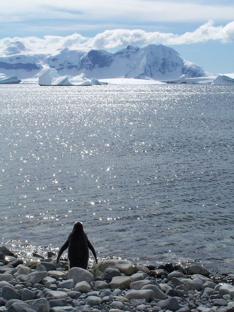 Dreamer. Antarctic (gentoo) penguin. Antarctic peninsula , #spon, #Antarctic, #Dreamer, #gentoo, #peninsula, #penguin #ad Antarctic Peninsula, Gentoo Penguin, Vector Design, Penguins, The Dreamers, Stock Images, Design Inspiration, Stock Photos, Natural Landmarks