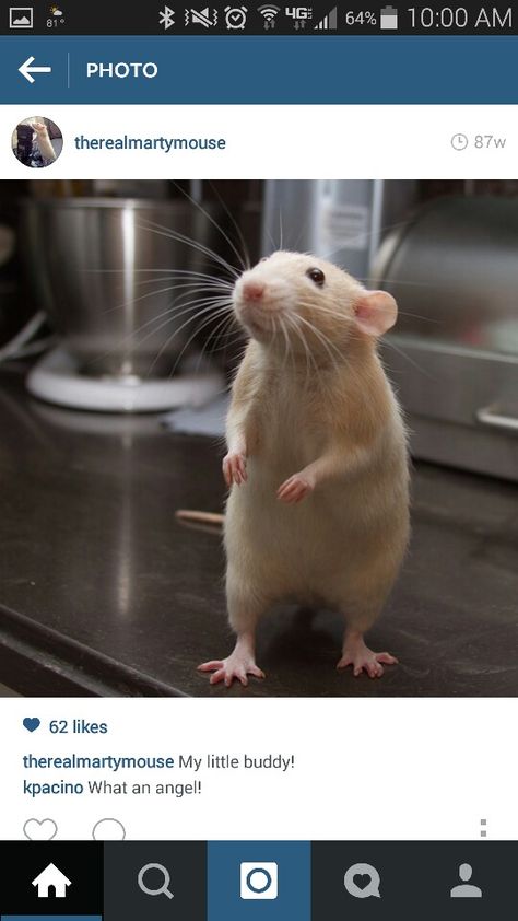 Rat standing Rat Standing, Cute Rats, Rats, Stand Up, Art Reference, Cute Animals, Animals