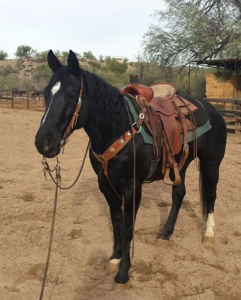 Black Quarter Horse, Wickenburg Arizona, Mode Country, Foto Cowgirl, Cute Horse Pictures, Barrel Racing Horses, Rodeo Horses, Western Horse Tack, Barrel Horse