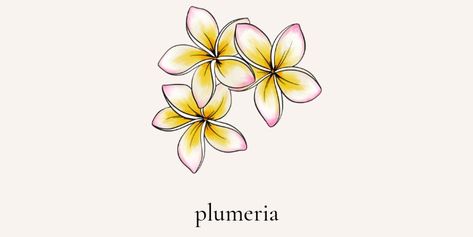 Frangipani Tattoo Colour, Plumeria And Monstera Tattoo, Frangapenni Tattoo, Plumeria Tattoo Color, Plumeria Drawing, Pink Iguana, Plumeria Art, Hbd Card, Frangipani Tattoo