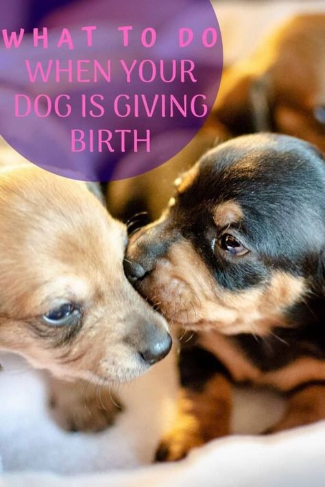 Dog Having Puppies Tips, Dog Labor And Delivery, Dog Giving Birth, Dog Labor, Dog Having Puppies, Pregnant Dogs, Dog Whelping, Outdoor Dog Area, Breeding Business