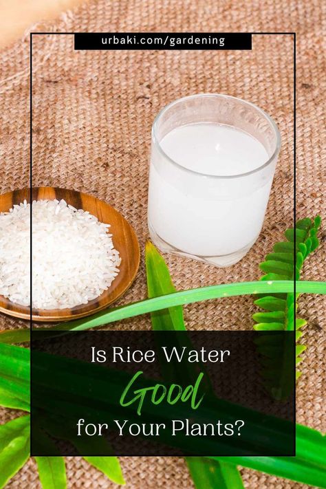 In the realm of gardening tips and tricks, where innovative techniques and natural remedies abound, one recurring suggestion has captured the attention of plant enthusiasts worldwide: the use of rice water as a natural fertilizer. With claims that rice water acts as a magical elixir for plants, promoting robust growth, enhancing nutrient absorption, and even warding off pests, it has become a hot topic of discussion. In this article, we delve into the intriguing realm of rice water and... Rice Water Fertilizer, Rice Water For Plant Growth, Rice Water For Plants Benefits, Rice Water For Plants, Nitrogen For Plants, Rice Water Benefits, Diy Fertilizer, Flower Fertilizer, Lemon Plant