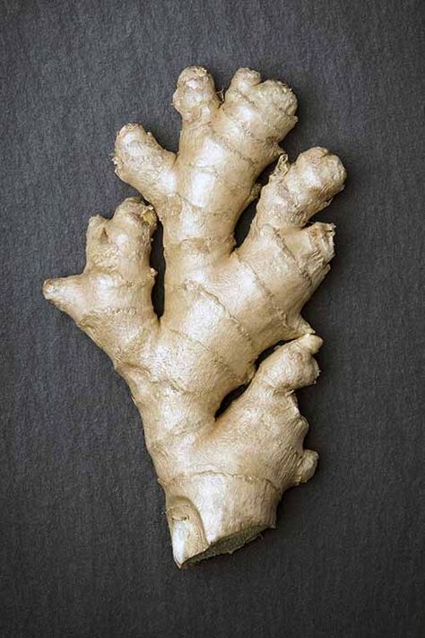 Looking for the best methods to shop, prep, and store fresh ginger? Read now on Foodal to learn how to handle these zesty hands! After reading our article, you will understand how to pick the best ginger at the store, as well as learn our favorite techniques for prepping and storing. Continue reading here: https://foodal.com/knowledge/how-to/store-fresh-ginger/ Ginger Root Recipes, Storing Fresh Ginger, Recipe With Ginger, Growing Ginger Indoors, Ginger Uses, Cooking With Ginger, Growing Ginger, Tattoo Plant, Ginger Honey