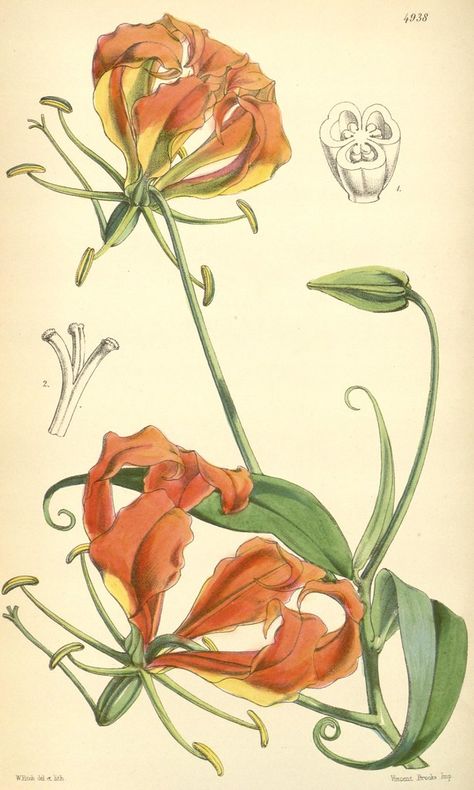 n152_w1150 | Curtis's botanical magazine.. London ;New York … | Flickr Watercolor Therapy, Summer Flowering Plants, Gloriosa Superba, Flame Lily, Gloriosa Lily, Lilies Drawing, Summer Bulbs, Botanical Drawing, Plant Tattoo