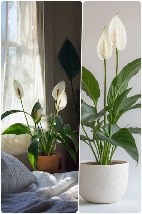 7 Best Bedroom Plants for Oxygen, Air Purification, and Low Light Best Indoor Plants For Oxygen, Which Plant Is Good For Bedroom, Bedroom Plants That Help You Sleep, Fake Plants Decor Bedroom, Plants For Oxygen, Indoor Plants For Oxygen, Plants For Bedroom Clean Air, Best Bedroom Plants, Healthy Bedroom