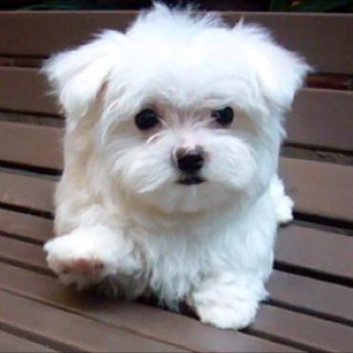 Marshmallow Best Small Dog Breeds, Best Small Dogs, Maltese Puppies For Sale, Indoor Pets, Maltese Puppy, Best Dog Breeds, Maltese Dogs, White Dog, Small Dog Breeds