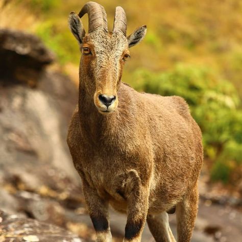 Nilgiri Tahr, Taxidermy Animals, Dall Sheep, Big Horn Sheep, Dslr Photography, Animal Anatomy, Animal References, Flora And Fauna, Narnia