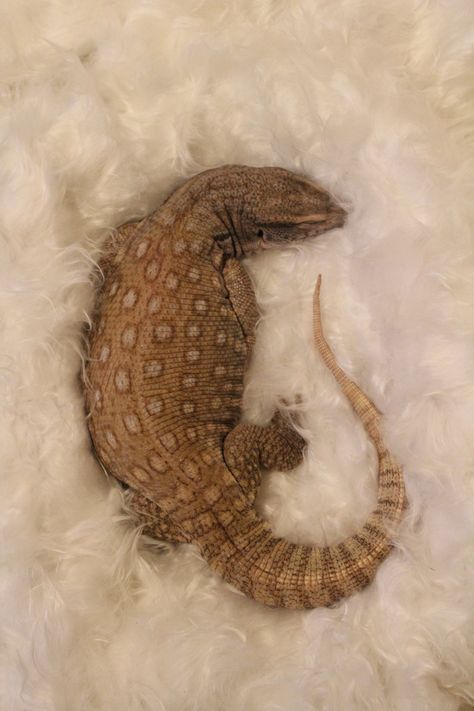 Savannah Monitor, Colorful Lizards, Baby Bearded Dragon, Bearded Dragon Care, Reptile Room, Monitor Lizard, Cute Reptiles, Reptile Snakes, Chameleons