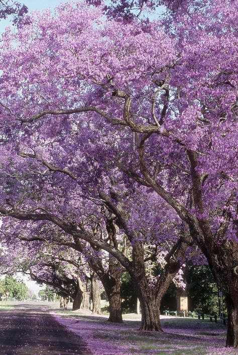 Get ready for blooms, lots of blooms. North Carolina Landscaping Front Yard, Southern Garden Landscaping, Southern Landscaping Ideas, Southern Flowers, Southern Landscaping, Southern Magnolia Tree, Acreage Landscaping, Purple Flowering Tree, Southern Landscape