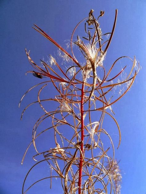 Rosebay Willowherb, Gone With The Wind, Seed Pods, The Wind, Wild Flowers, Dandelion, Seeds, Plants, Flowers