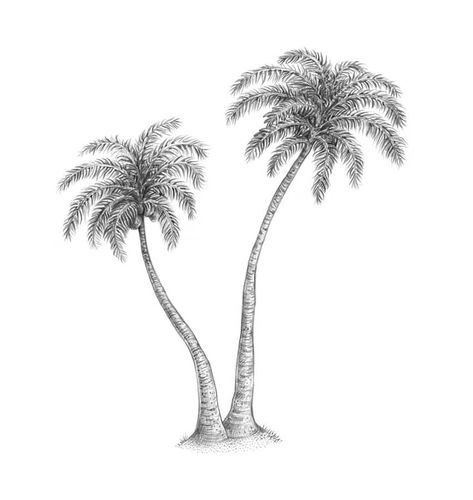 How to Draw a Palm Tree | Envato Tuts+ Draw A Palm Tree, Tree Pencil Sketch, Palm Tree Sketch, Cartoon Palm Tree, Tree Line Drawing, Palm Tree Tattoo Ankle, Tree Drawing Simple, Beach Sketches, Palm Tree Background