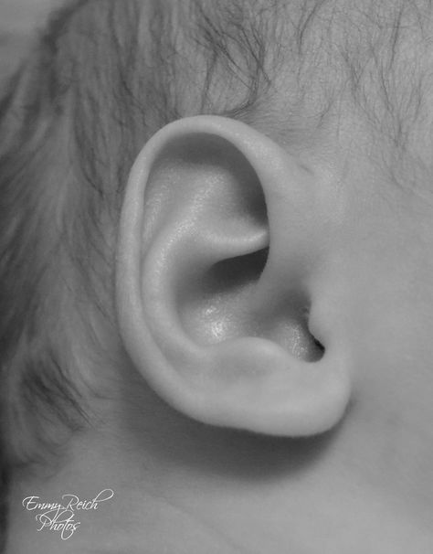 Ears Reference Photography, Ear References, Ear Drawing Reference, Ear Photography, Ear Sketch, Ears Reference, Ear Picture, Shape Photography, Sketch Practice