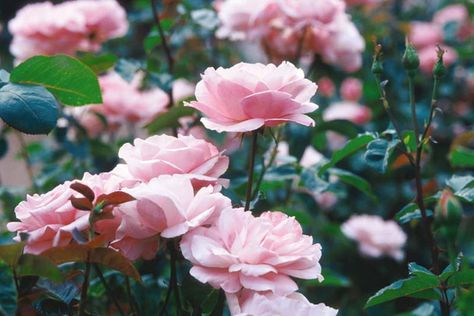 Rosa 'Queen Elizabeth' (Grandiflora Rose) Flowering Hedge, Queen Elizabeth Rose, Rose Companion Plants, Edible Flower Garden, Rose Campion, Tea Fragrance, Rose Queen, Healing Garden, Shrub Roses