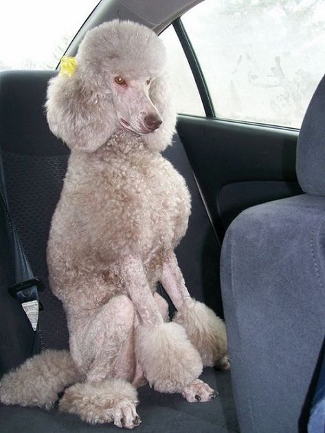 Standard Poodle Poodle Doodles, Anjing Poodle, Poodle Haircut, Poodle Cuts, Poodle Grooming, Tea Cup Poodle, French Poodles, Standard Poodles, Sitting Position