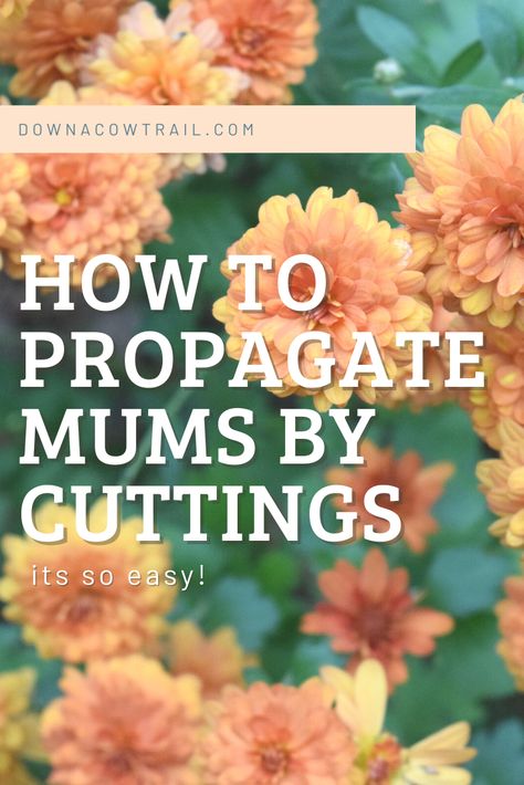 How To Propagate Mums, Growing Chrysanthemums, Chrysanthemum Growing, Potted Mums, Planting Mums, Garden Mum, Flower Garden Plans, Miracle Grow, Fall Mums