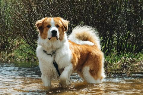 Great Bernese (Great Pyrenees/Bernese Mountain Dog mix) Bernese Mountain Dog Mix Great Pyrenees, Great Pyrenees Bernese Mountain Dog, Great Bernese Mountain Dog, Pyranese Mountain Dog, Pyrenees Mountain Dog, Burmese Mountain Dog Puppy, Great Bernese, Golden Mountain Dog, Bernese Mountain Dog Mix