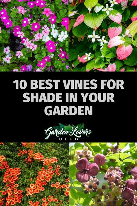 Vines That Grow In Shade, Shade Loving Climbing Plants, Vining Plants For Shade, Shade Vines Flowering, Vines For Shaded Areas, Vines That Grow In Shade Climbing, Shade Vines Perennial, Climbing Shade Plants, Full Shade Garden