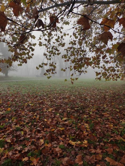 Halloween morning. Crisp Autumn Morning Aesthetic, Fall Morning Aesthetic, Crisp Fall Morning, November Morning, November Aesthetic, Sweet September, Ber Months, Morning Aesthetic, Chilly Morning