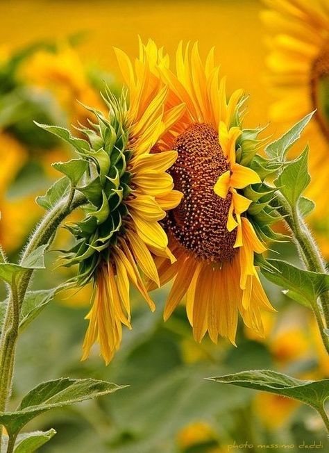 Sunflower Love, Sunflowers And Daisies, Sunflower Pictures, Sunflower Garden, Sun Flowers, Sunflower Wallpaper, Sunflower Art, Sunflower Fields, Yellow Aesthetic