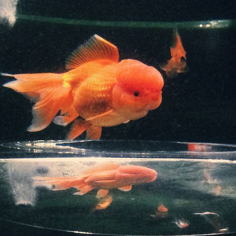 Lion-head goldfish Goldfish With Big Head, Lion Head Goldfish, Goldfish Lantern, Fish Pond Gardens, Goldfish Tank, Space Cadet, Fish Drawings, Lion Mane, Fish Ponds