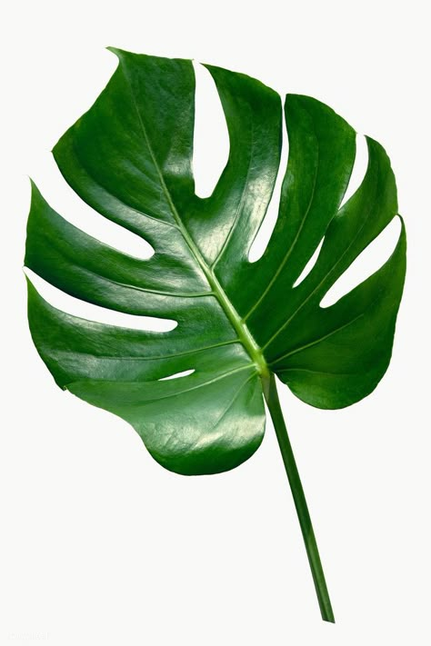 😊 Monstera Plant Reference, Tropical Leaf Photography, Monstera Plant Illustration, Big Leaves Plant, Monstera Photography, Leaves Reference, Plant White Background, Monstera Plant Art, Leaf Reference