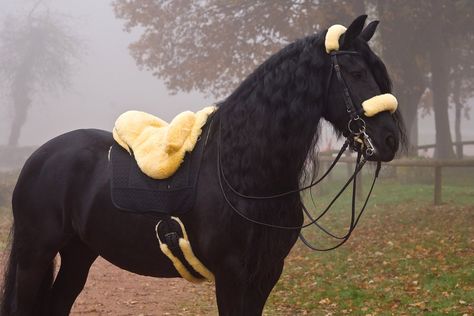 Bareback Pad, Bareback Riding, Friesian Horses, Horse Games, Beautiful Horse Pictures, Saddle Accessories, Horse Fashion, Types Of Horses, Horse Gear