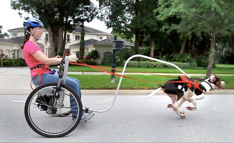 Dog Joring, Dog Wagon, Dog Carting, Urban Mushing, Dog Sleigh, Husky Sled, Survival Skills Emergency Preparedness, Police Canine, Dog Equipment