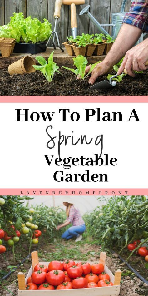 Spring is right around the corner, and, although we are currently battling through the harsh winter weather, now is the time to start planning for your spring vegetable garden! If this is your first year gardening, there are a ton of factors to consider, from what grows best in your area, to when you should start planting. Here are just a few tips to help you get started! #vegetablegardening #gardeningtips #homesteading #spring Spring Vegetable Garden, Vegetable Garden Planning, Vegetable Garden For Beginners, Starting A Vegetable Garden, Garden Vines, Starting A Garden, Spring Vegetables, Olive Garden, Kew Gardens