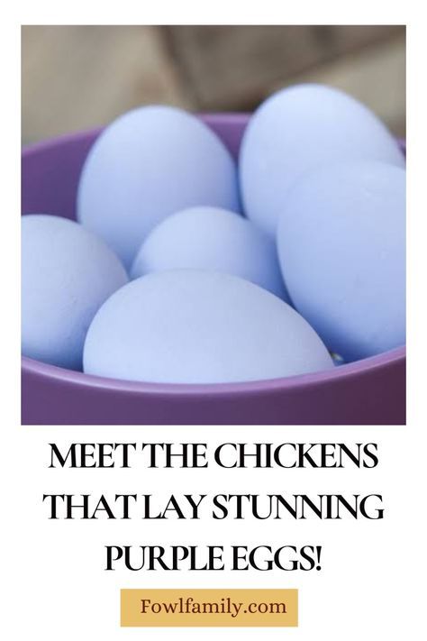 Searching for some colorful new additions to your backyard chicken coop? Discover the breeds known for laying beautiful purple-shelled eggs, like the Marans and Cayuga. Learn about these unique egg layers and how to care for them to enjoy a rainbow of vibrant, nutrient-rich eggs straight from your own flock. #PurpleEggChickens #ColorfulChickens #EggLayingChickens #BackyardChickens #PoultryBreeds #FarmEggs Broody Chicken Breeds, Chicken Types And Eggs, Colorful Chicken Eggs, Wyandotte Chicken Colors, Chicken Eggs Colors Chart, Chicken Egg Colors And Breeds, Broody Chicken, Australorp Chickens, Polish Chickens Breed